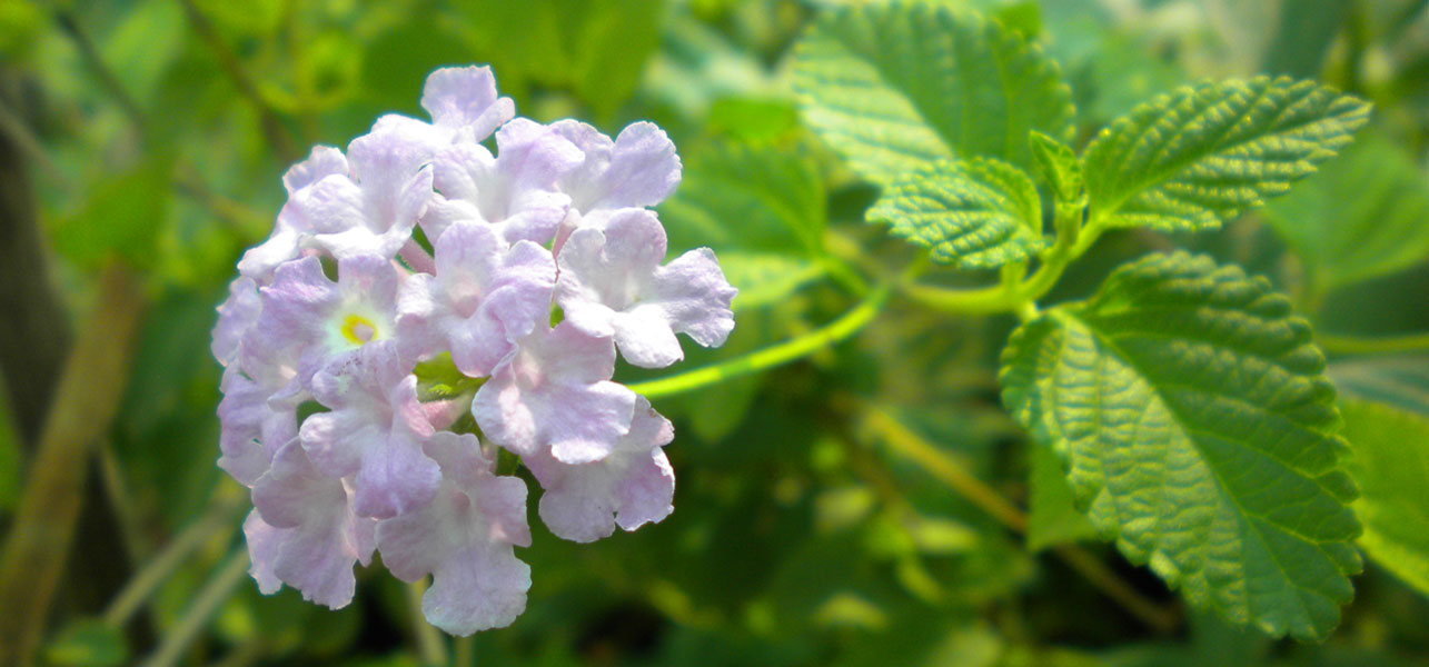 FLOWERING PLANTS